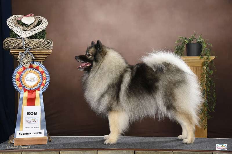 CH. Pynk lady De La Dolce Vita