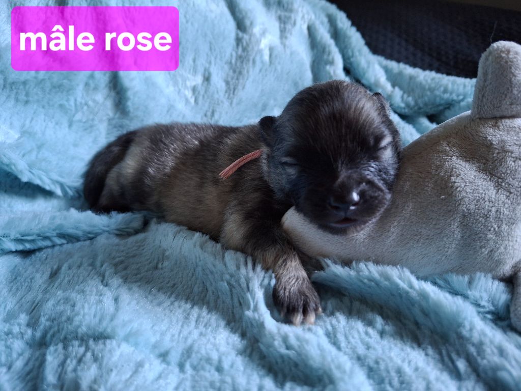 De La Dolce Vita - Chiots disponibles - Spitz allemand