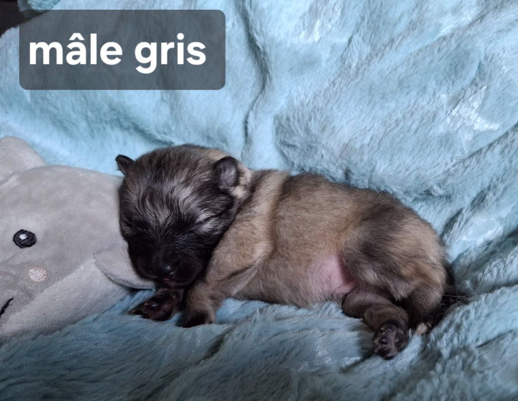 De La Dolce Vita - Chiots disponibles - Spitz allemand