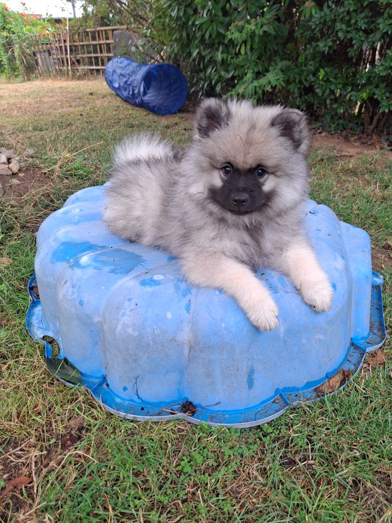De La Dolce Vita - Chiots disponibles - Spitz allemand