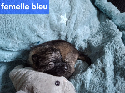 CHIOT 6