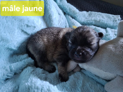 CHIOT 2