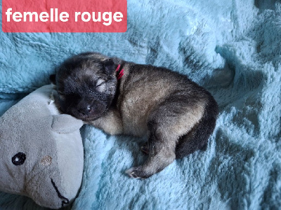 CHIOT 7