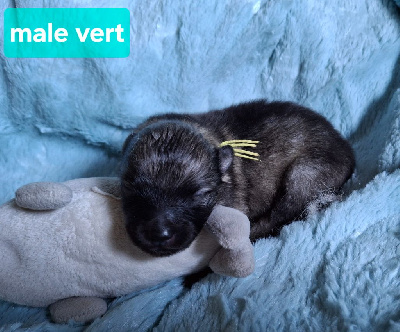CHIOT 1