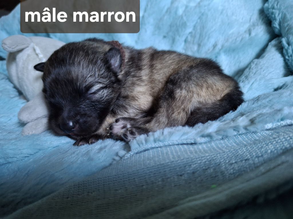 De La Dolce Vita - Chiots disponibles - Spitz allemand