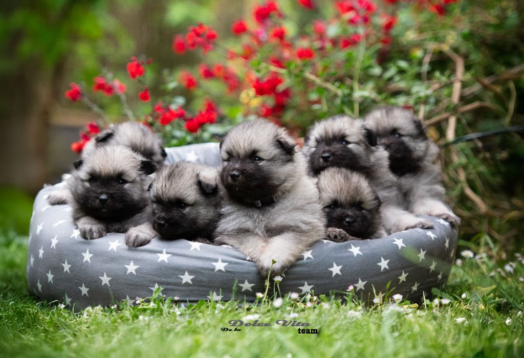 Chiot Spitz allemand De La Dolce Vita