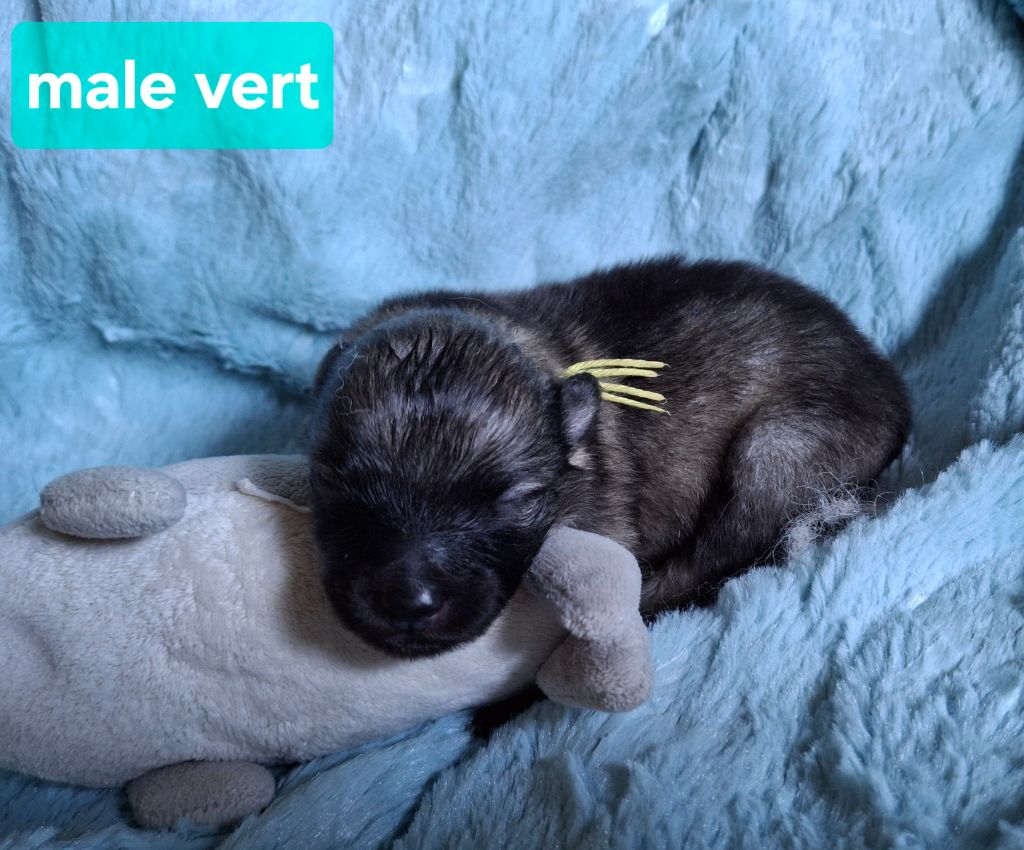 De La Dolce Vita - Chiots disponibles - Spitz allemand